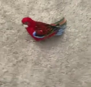 Прев'ю для Old Spice Bird